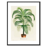 Cocos Weddelliana som vintageillustration och poster från Historly – med vit kant utan titel