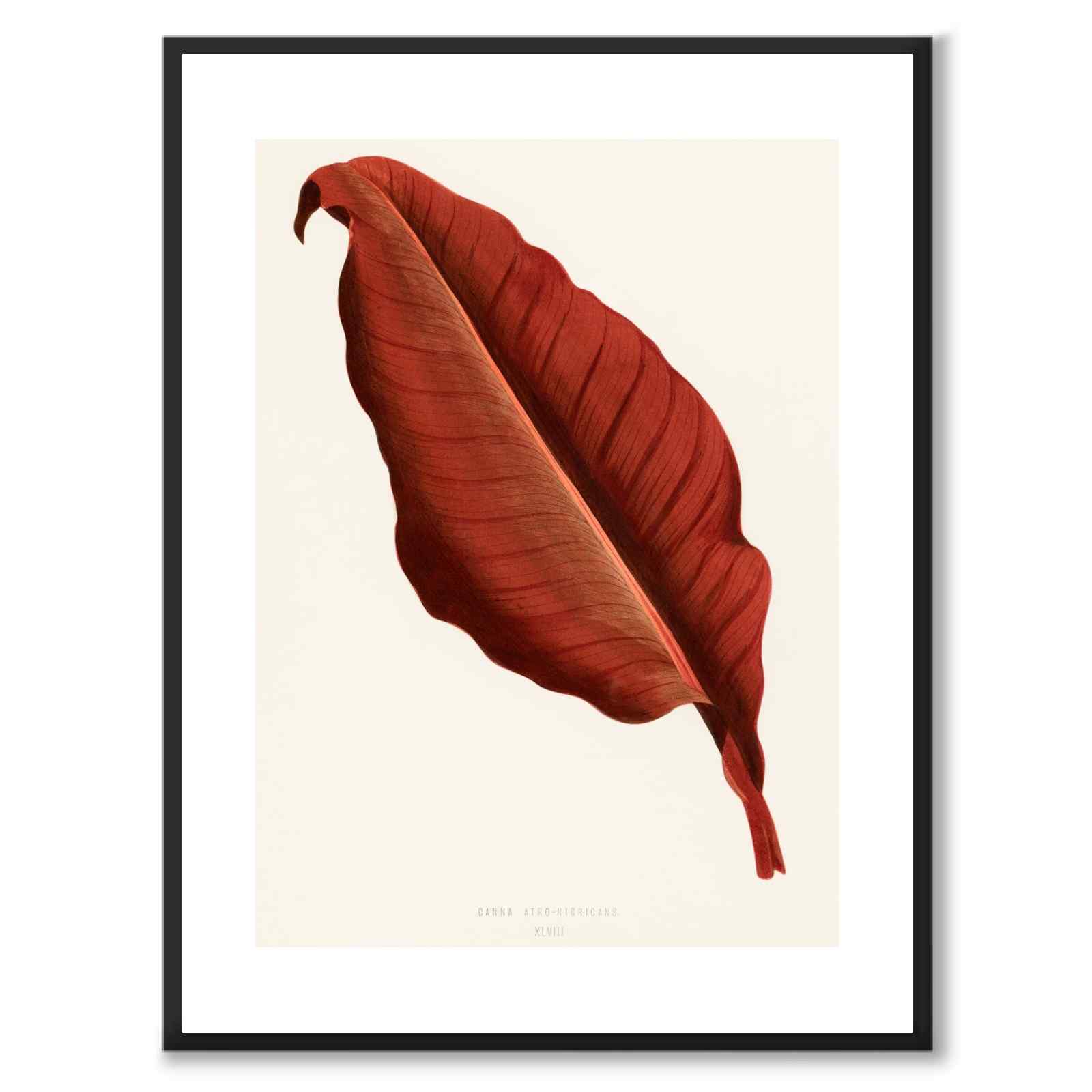 Atro Nicricans as a vintage illustration and poster from Historly – with white border without title