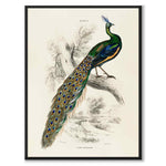 Pavo Muticus som vintageillustration och poster från Historly – helbild utan vit kant