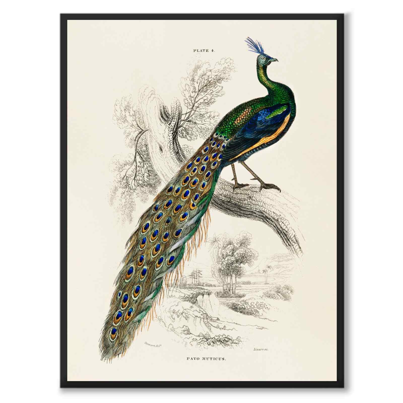 Pavo Muticus som vintageillustration och poster från Historly – helbild utan vit kant