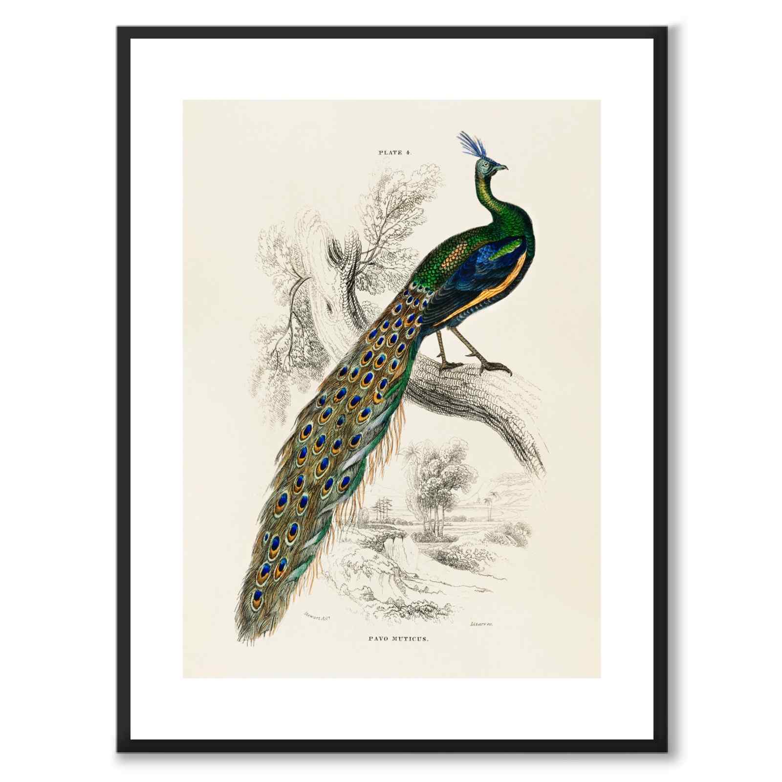 Pavo Muticus som vintageillustration och poster från Historly – med vit kant utan titel
