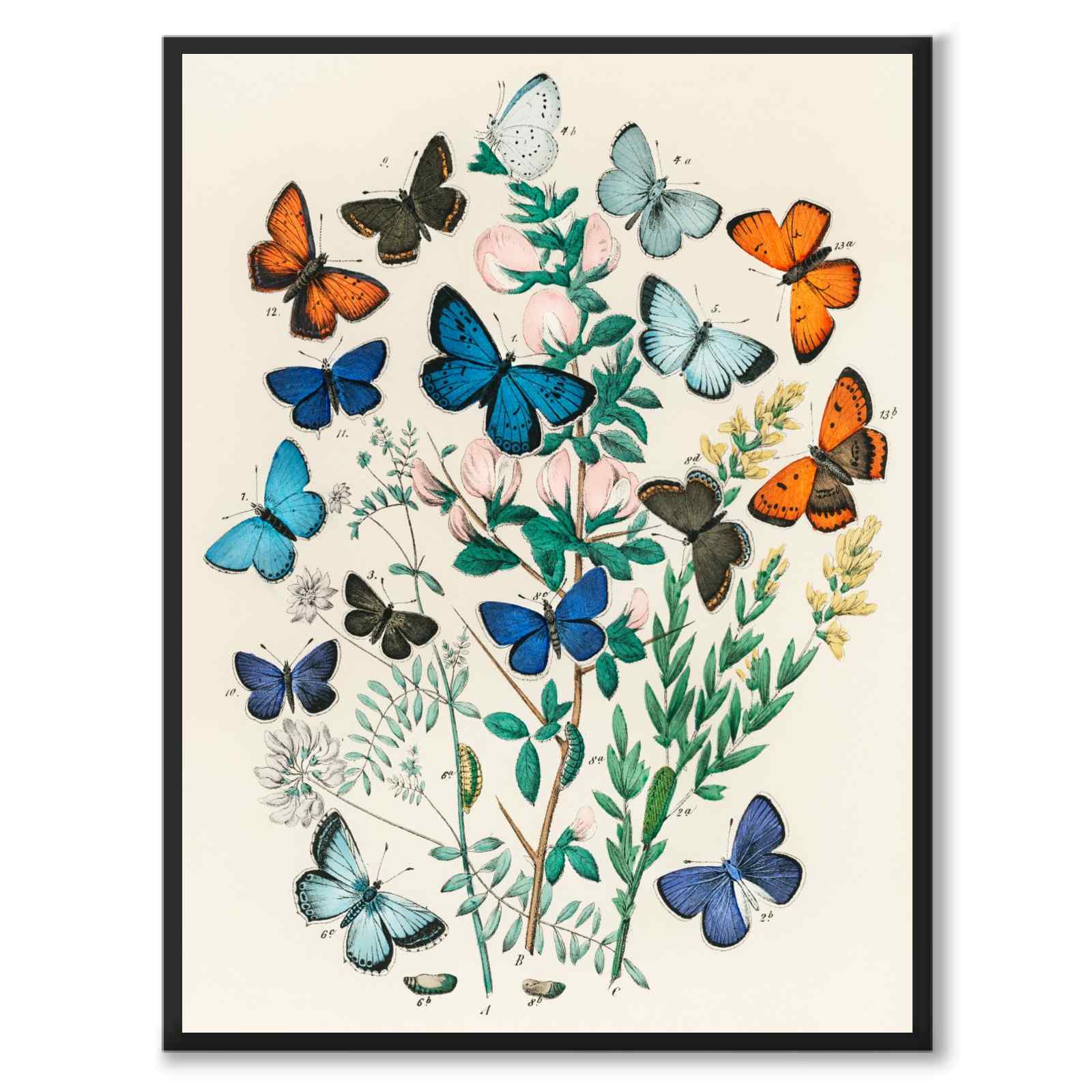 Europeiska Fjärilar som vintageillustration och poster från Historly – helbild utan vit kant