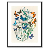 Europeiska Fjärilar som vintageillustration och poster från Historly – med vit kant utan titel