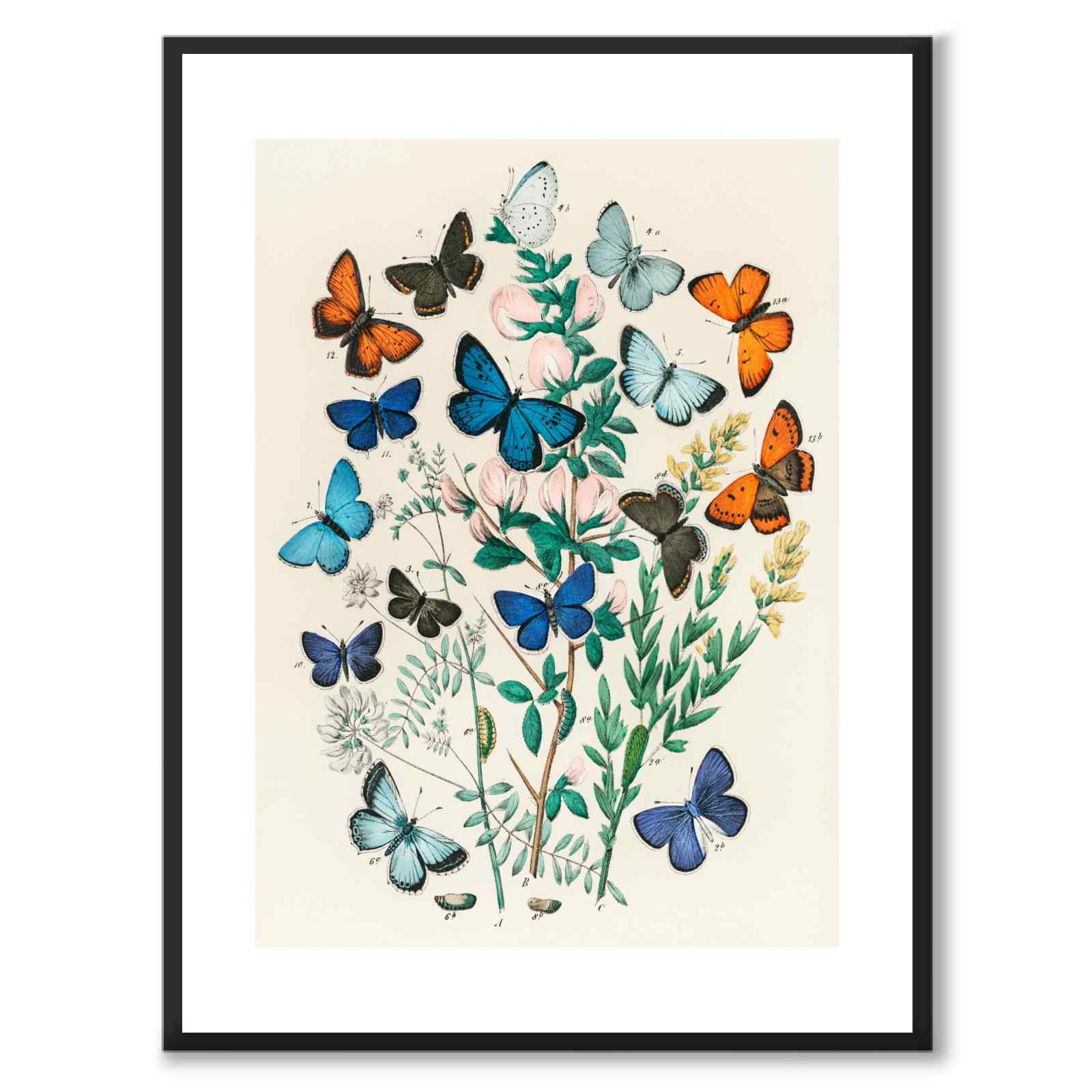 Europeiska Fjärilar som vintageillustration och poster från Historly – med vit kant utan titel