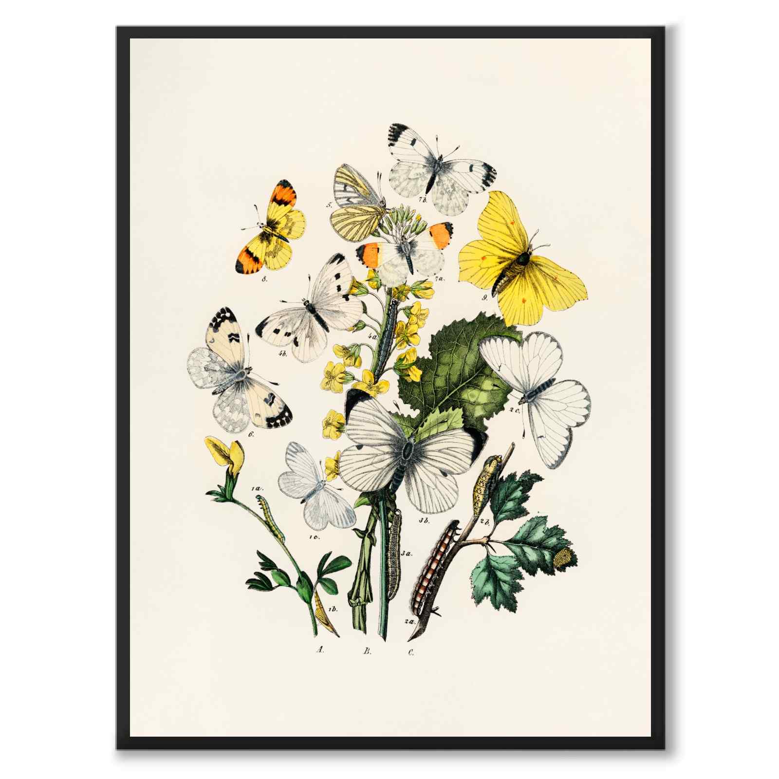 Flygande Fjärilar som vintageillustration och poster från Historly – helbild utan vit kant