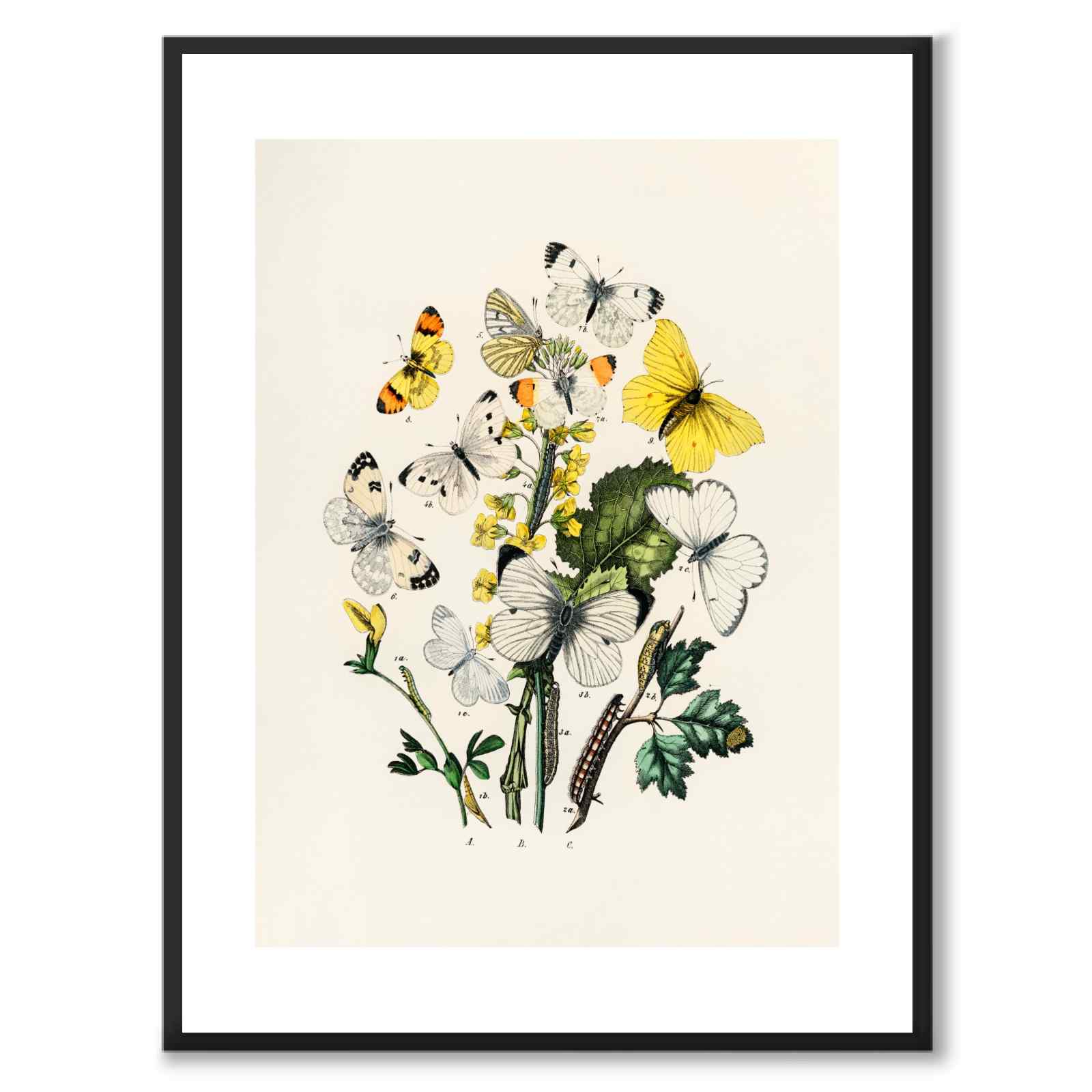 Flygande Fjärilar som vintageillustration och poster från Historly – med vit kant utan titel