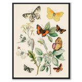 European Butterflies as a vintage illustration and poster from Historly – full image without white border