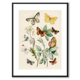 European Butterflies as a vintage illustration and poster from Historly – with white border without title