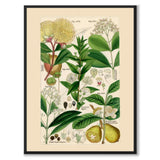 Flora Universalis as a vintage illustration and poster from Historly – full image without white border