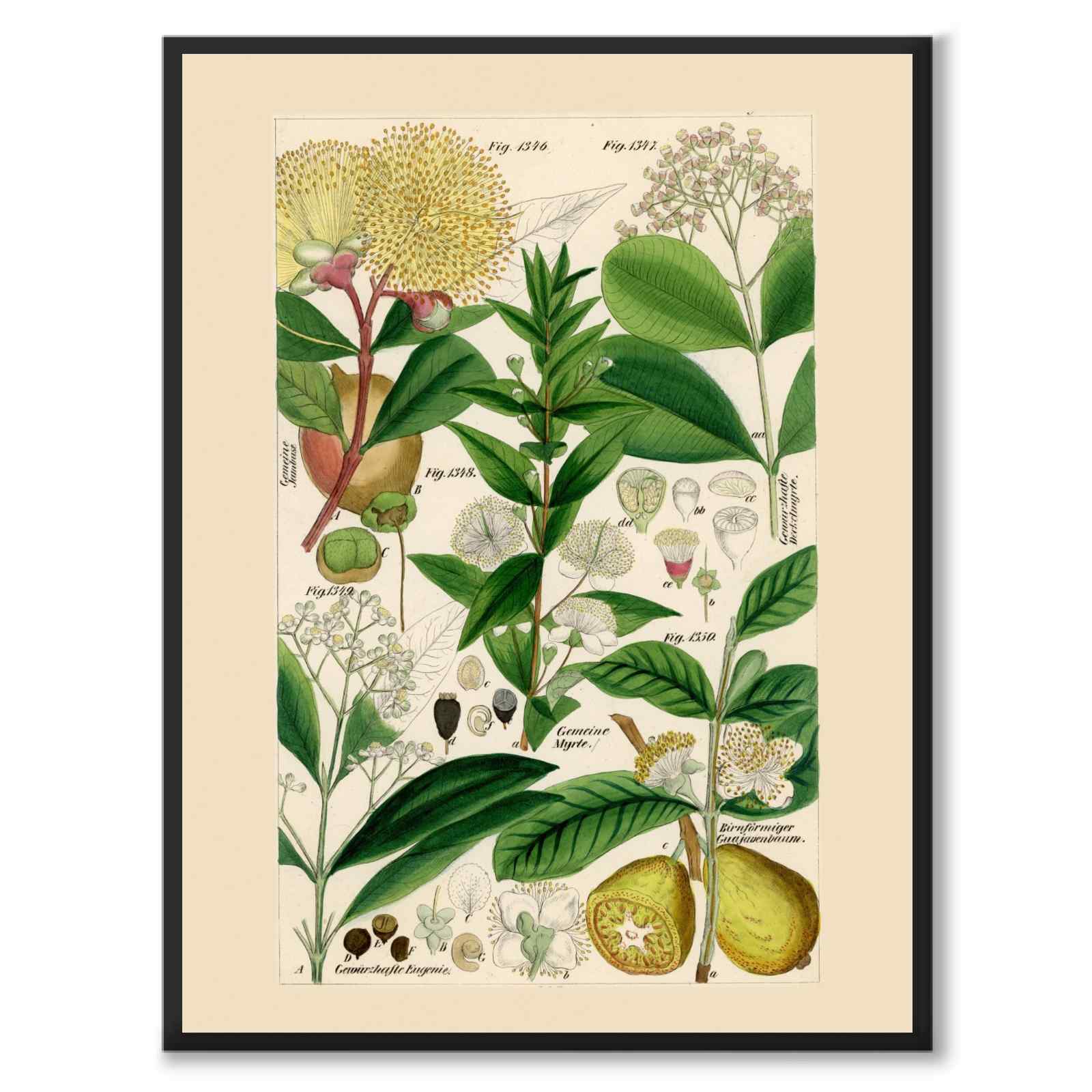 Flora Universalis som vintageillustration och poster från Historly – helbild utan vit kant