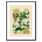 Flora Universalis as a vintage illustration and poster from Historly – with white border without title