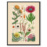 Flora Universalis as a vintage illustration and poster from Historly – full image without white border