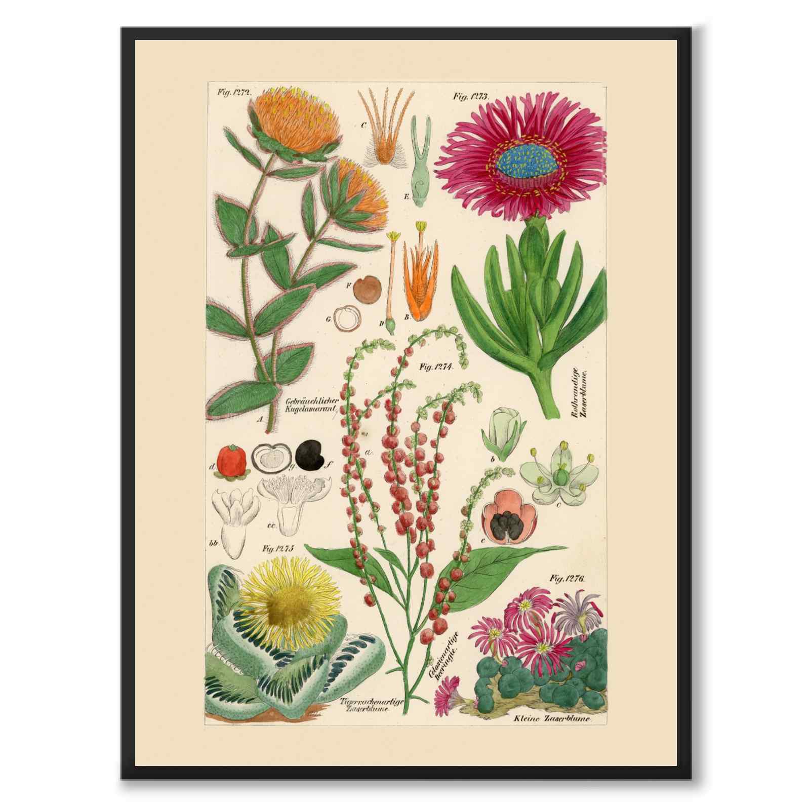 Flora Universalis as a vintage illustration and poster from Historly – full image without white border