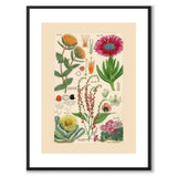 Flora Universalis as a vintage illustration and poster from Historly – with white border without title