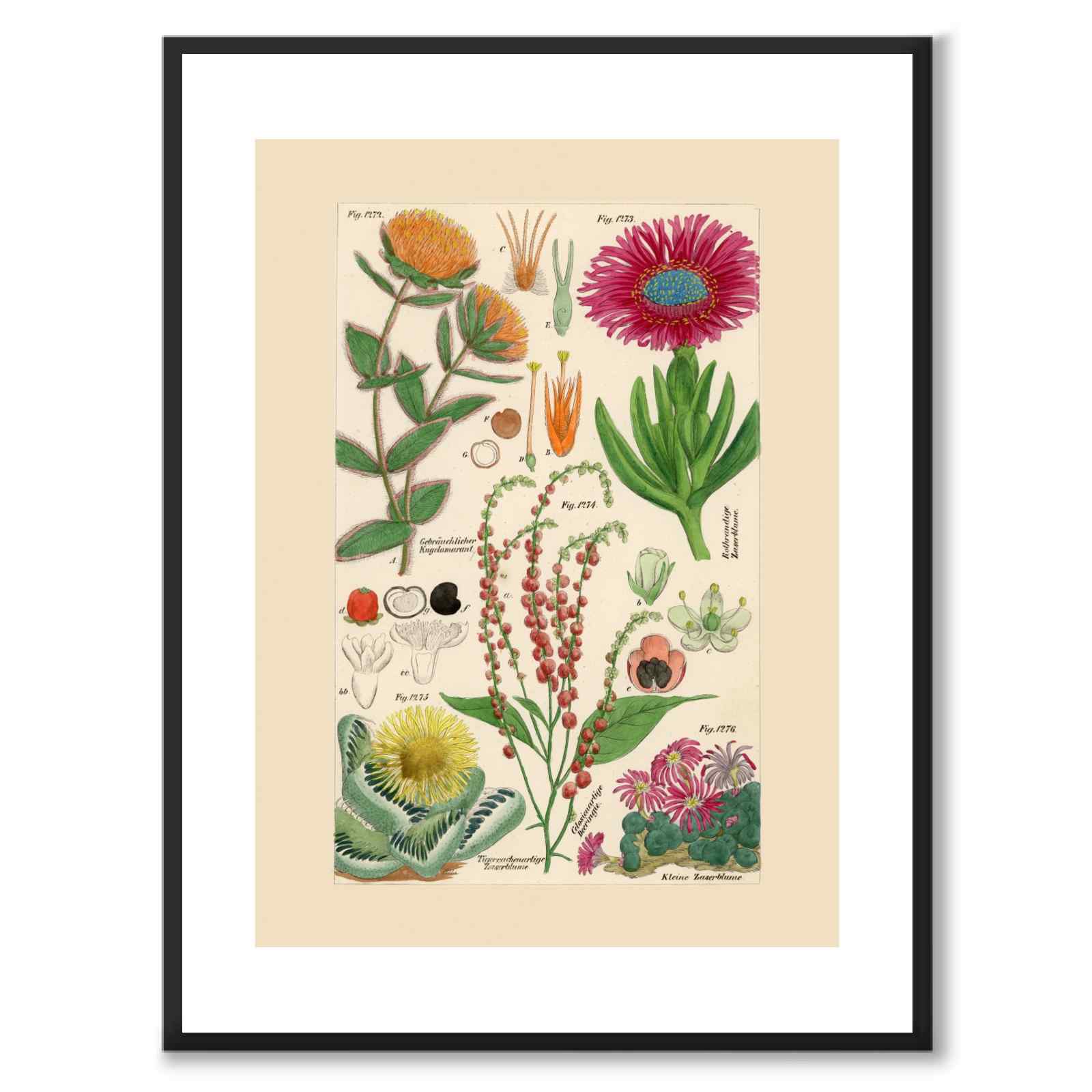 Flora Universalis as a vintage illustration and poster from Historly – with white border without title