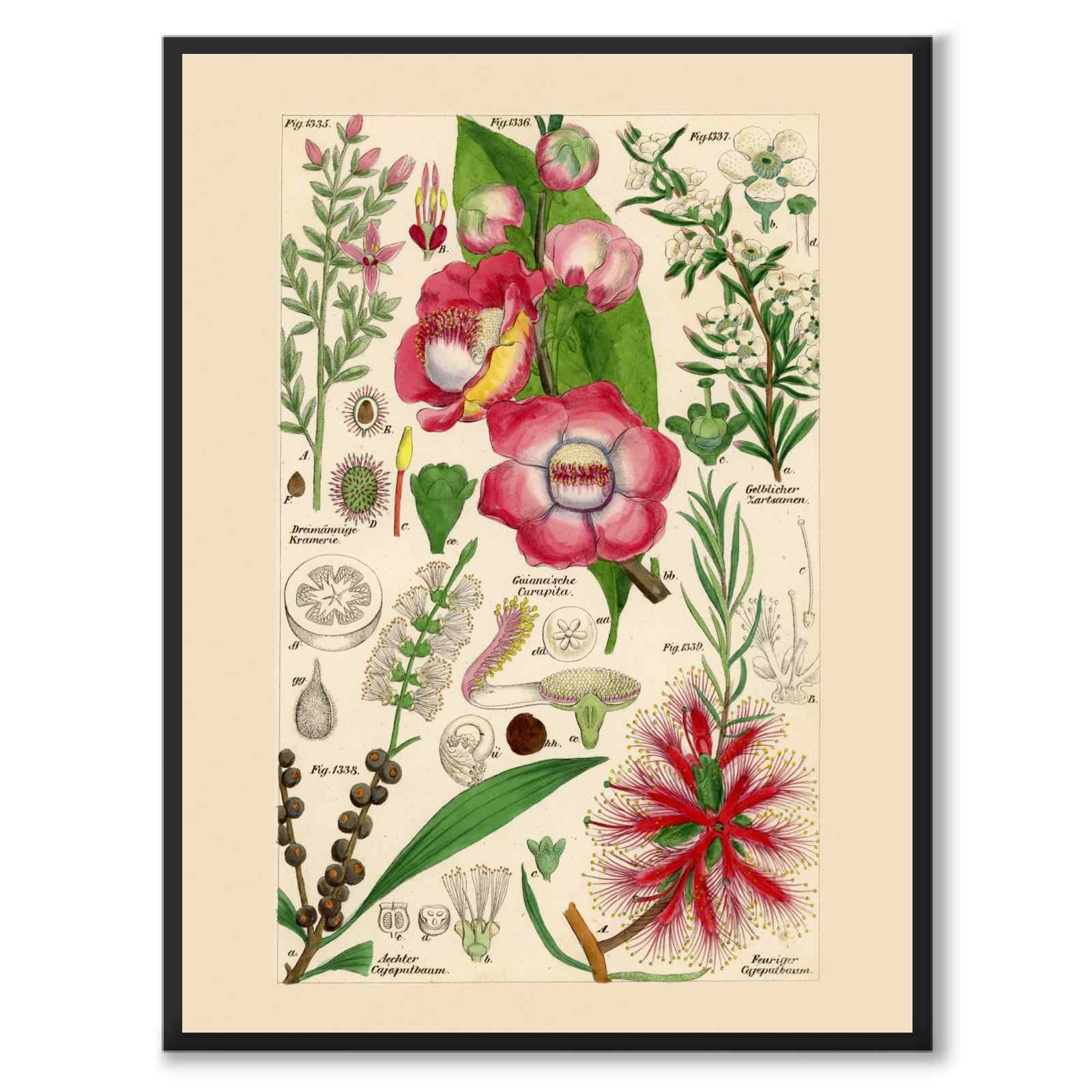 Flora Universalis som vintageillustration och poster från Historly – helbild utan vit kant