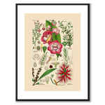 Flora Universalis som vintageillustration och poster från Historly – med vit kant utan titel