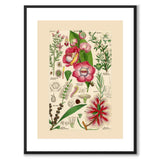 Flora Universalis som vintageillustration och poster från Historly – med vit kant utan titel