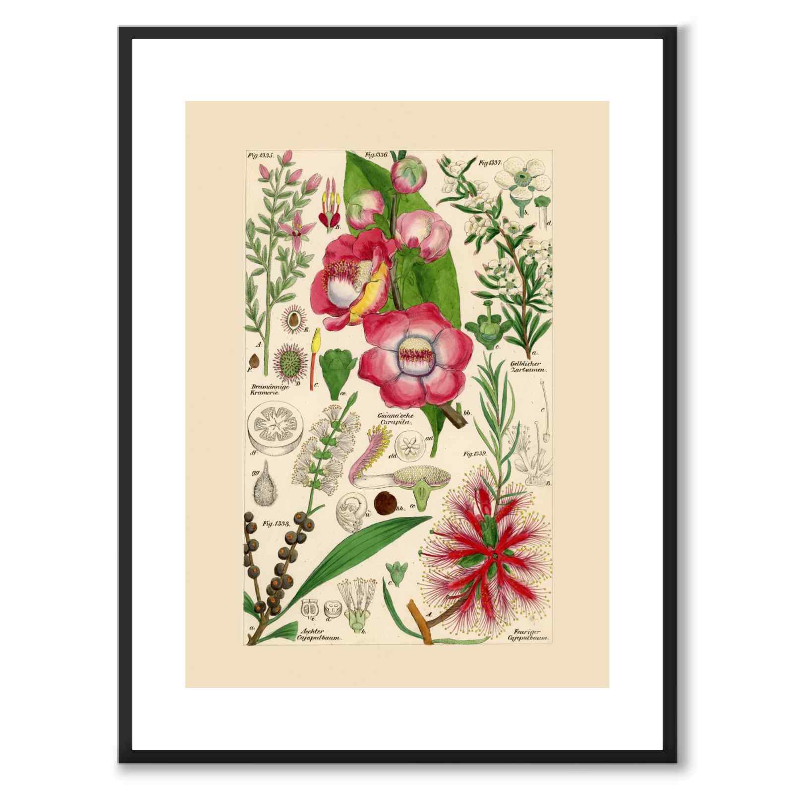 Flora Universalis som vintageillustration och poster från Historly – med vit kant utan titel
