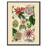 Flora Universalis as a vintage illustration and poster from Historly – full image without white border