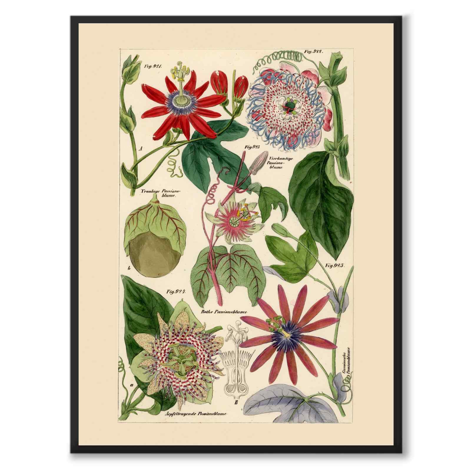 Flora Universalis som vintageillustration och poster från Historly – helbild utan vit kant