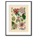 Flora Universalis as a vintage illustration and poster from Historly – with white border without title