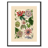 Flora Universalis as a vintage illustration and poster from Historly – with white border without title