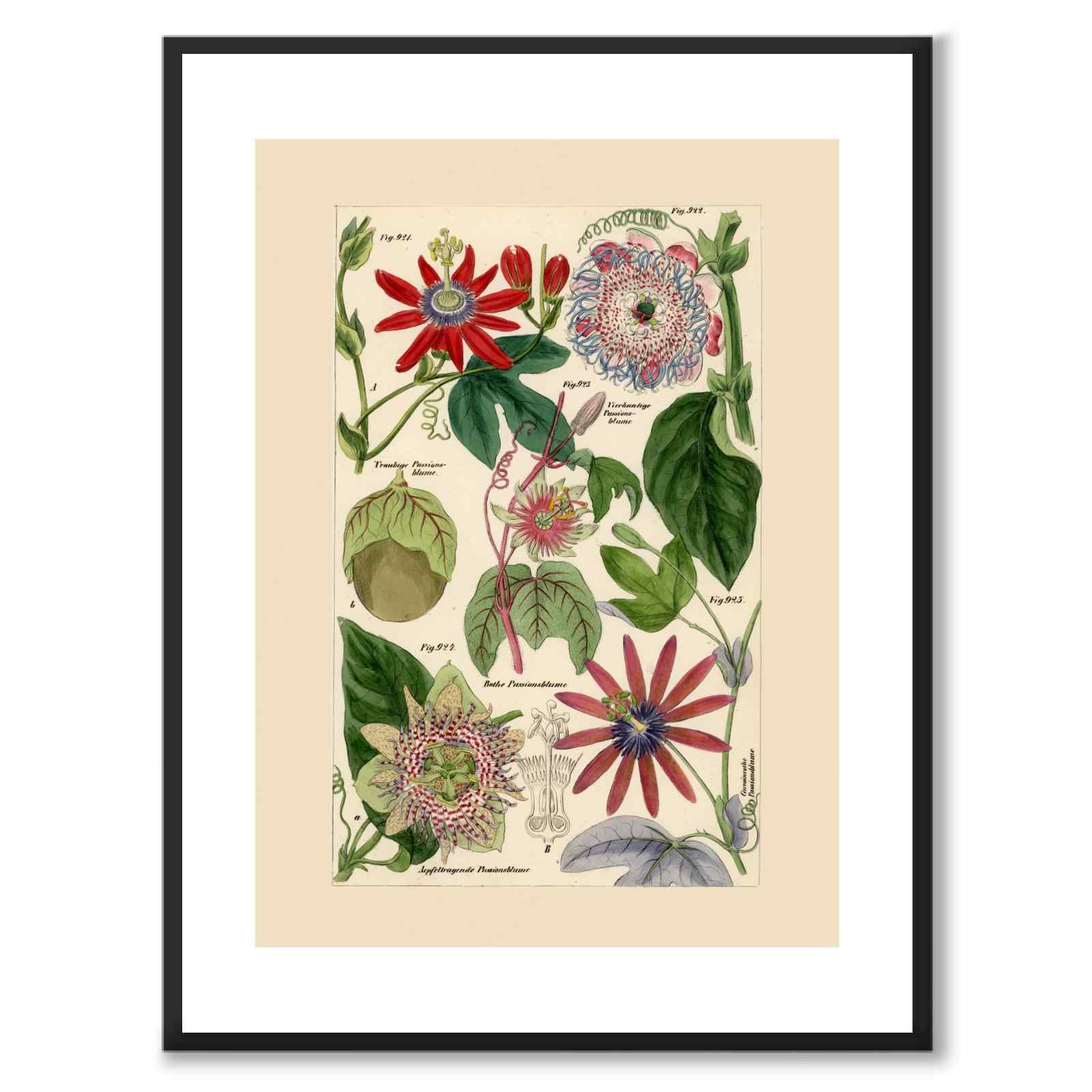 Flora Universalis as a vintage illustration and poster from Historly – with white border without title