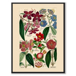 Flora Universalis as a vintage illustration and poster from Historly – full image without white border
