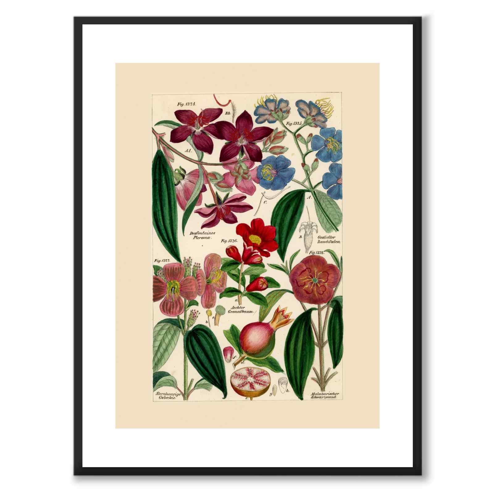 Flora Universalis as a vintage illustration and poster from Historly – with white border without title