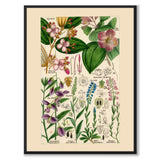 Flora Universalis as a vintage illustration and poster from Historly – full image without white border