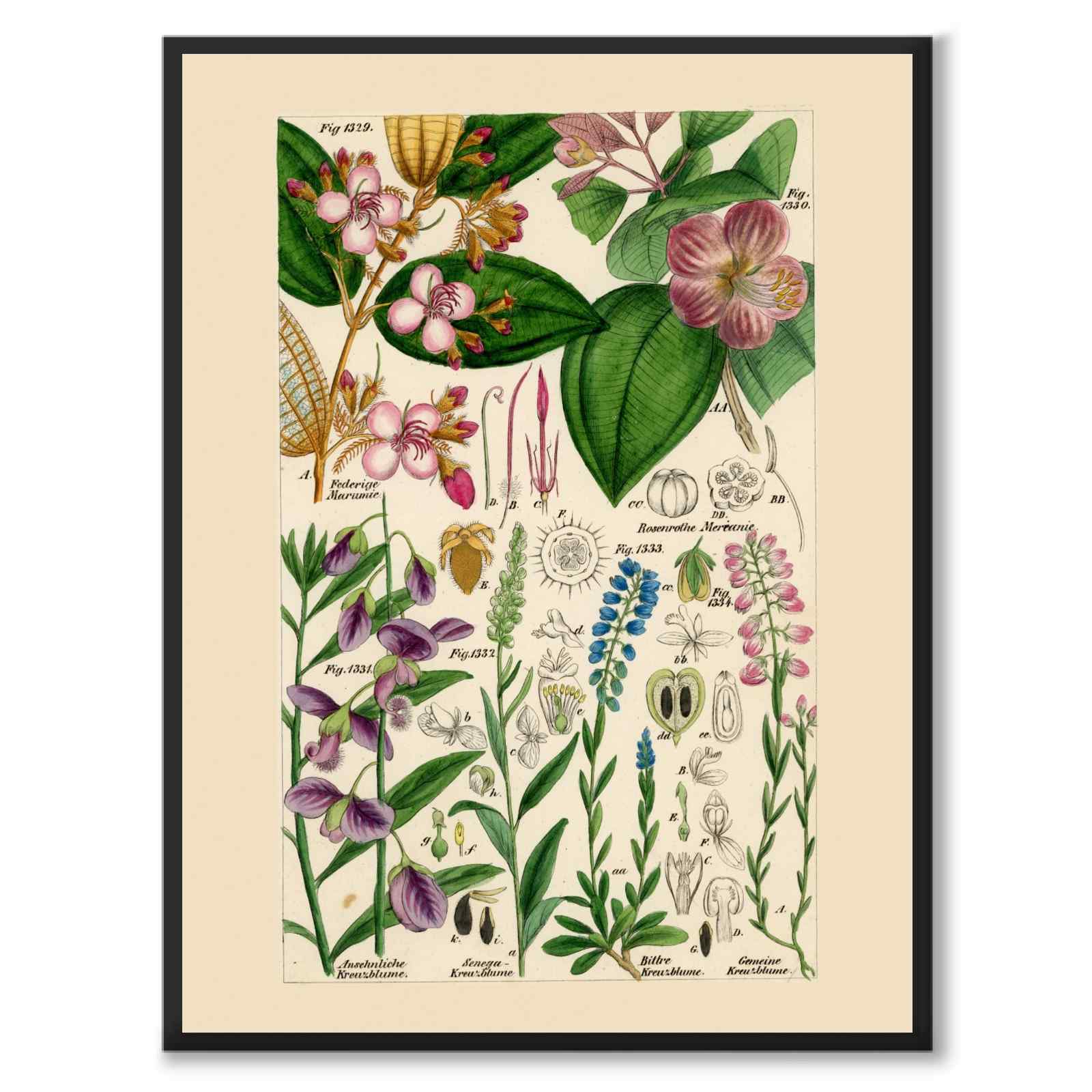 Flora Universalis som vintageillustration och poster från Historly – helbild utan vit kant