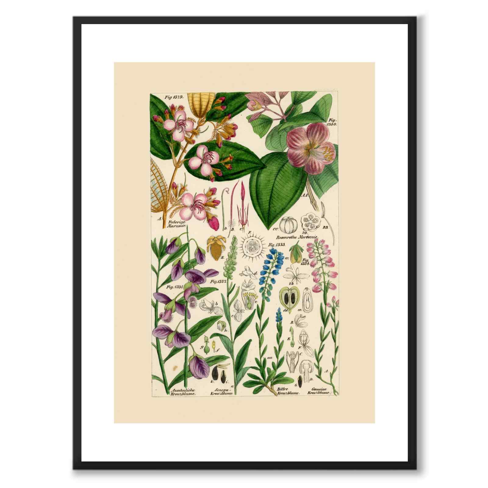 Flora Universalis as a vintage illustration and poster from Historly – with white border and without title