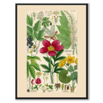 Flora Universalis as a vintage illustration and poster from Historly – full image without white border