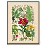 Flora Universalis as a vintage illustration and poster from Historly – full image without white border