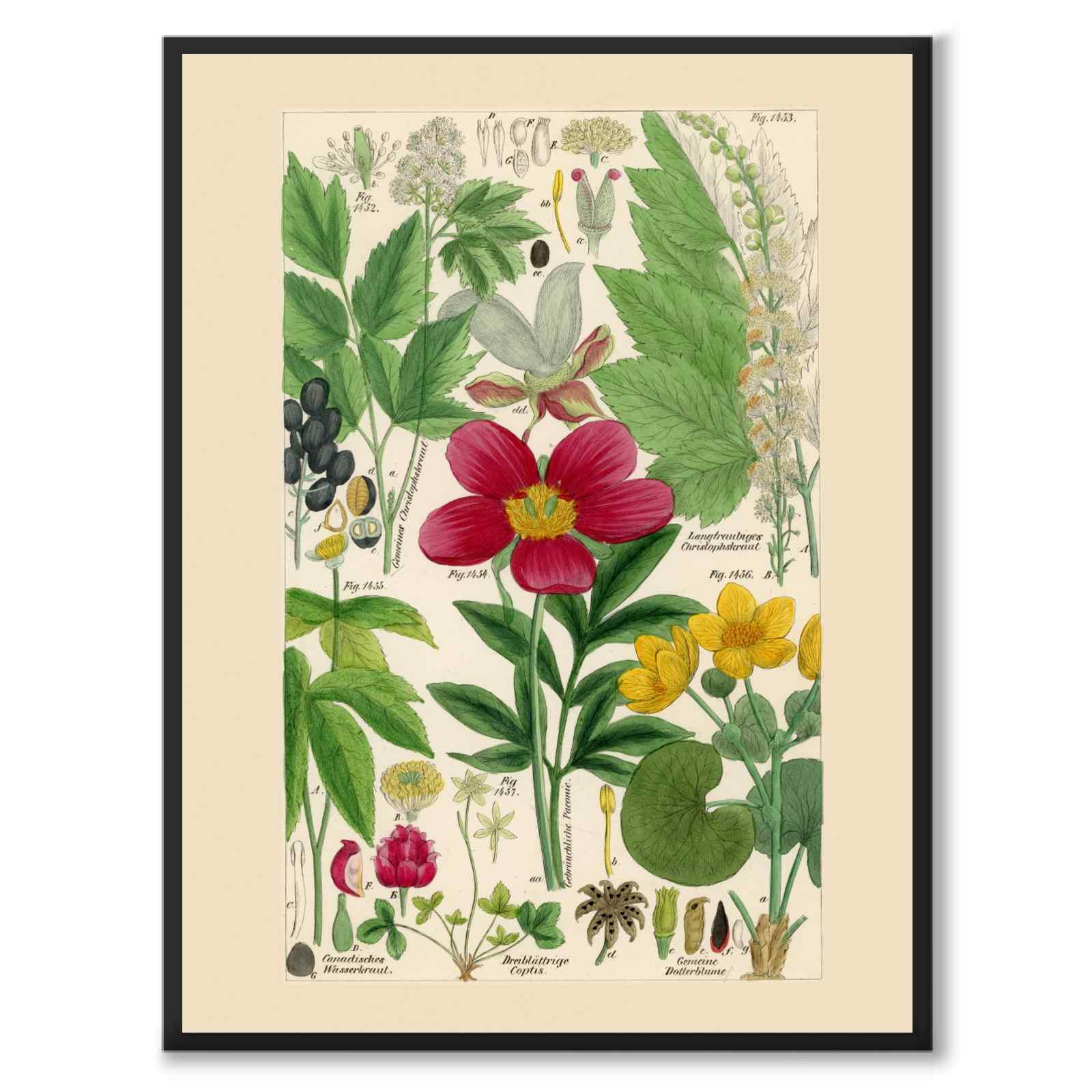 Flora Universalis som vintageillustration och poster från Historly – helbild utan vit kant