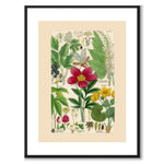 Flora Universalis as a vintage illustration and poster from Historly – with white border without title