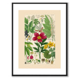 Flora Universalis as a vintage illustration and poster from Historly – with white border without title