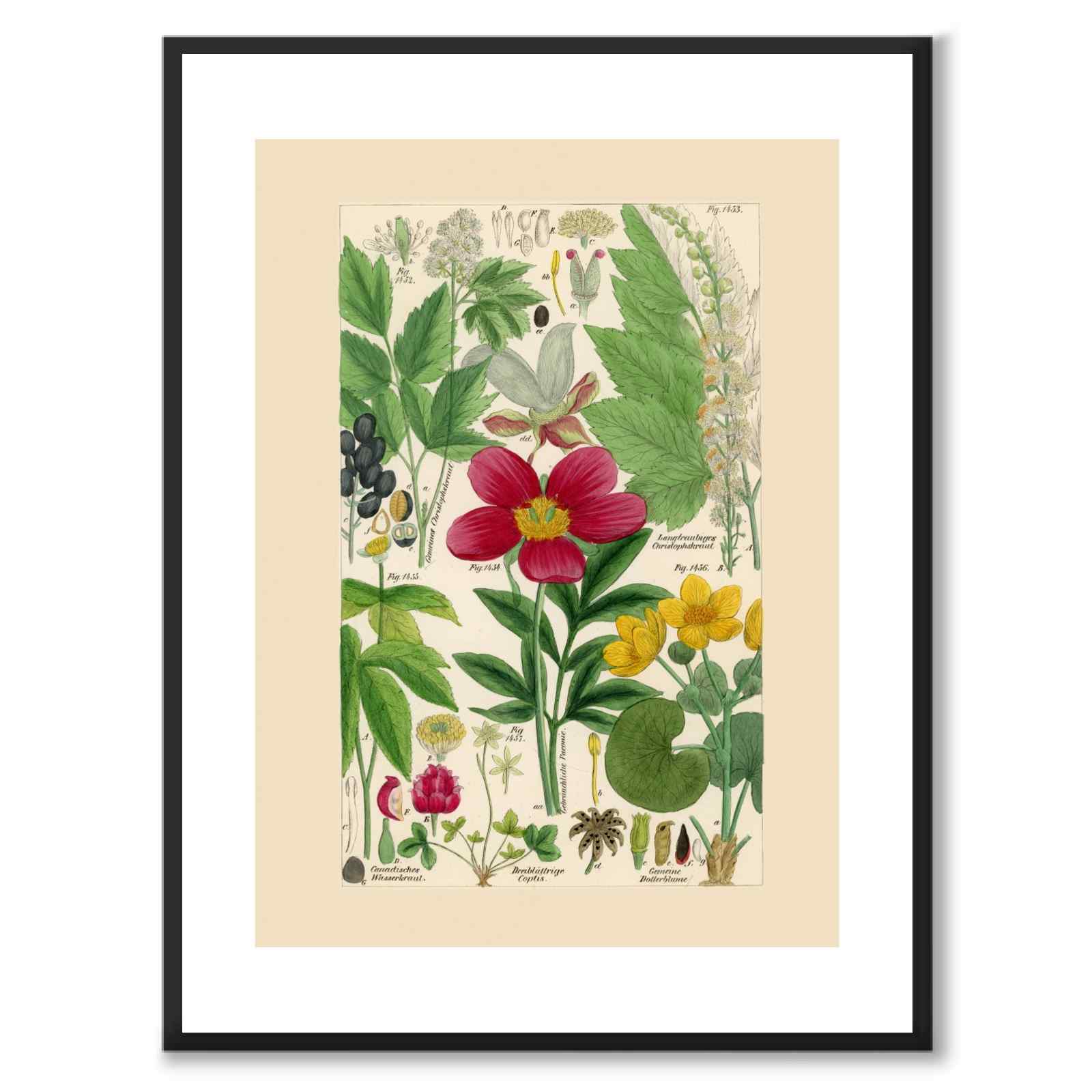 Flora Universalis as a vintage illustration and poster from Historly – with white border without title