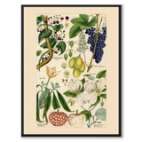 Flora Universalis as a vintage illustration and poster from Historly – full image without white border