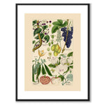 Flora Universalis as a vintage illustration and poster from Historly – with white border without title