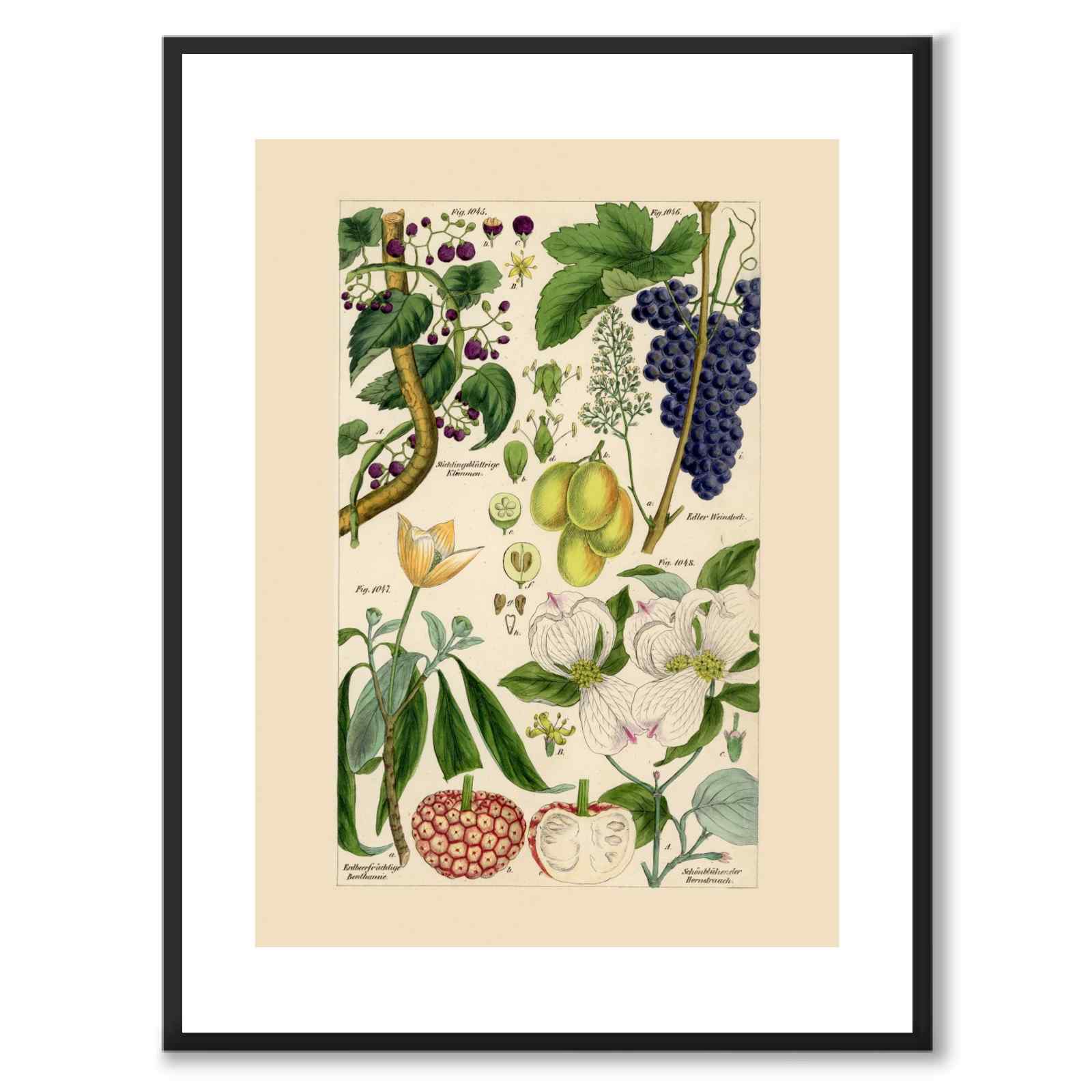 Flora Universalis as a vintage illustration and poster from Historly – with white border without title