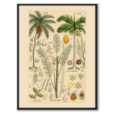 Flora Universalis as a vintage illustration and poster from Historly – full image without white border