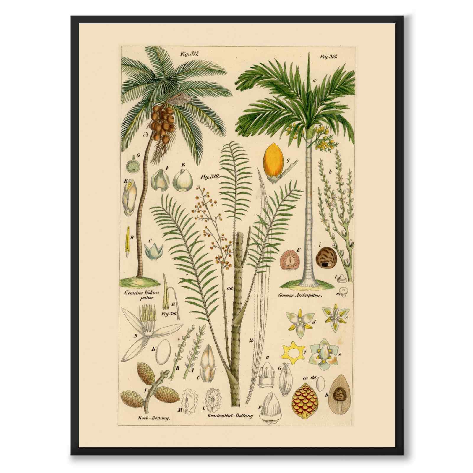 Flora Universalis som vintageillustration och poster från Historly – helbild utan vit kant