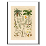 Flora Universalis as a vintage illustration and poster from Historly – with white border without title