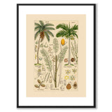 Flora Universalis as a vintage illustration and poster from Historly – with white border without title