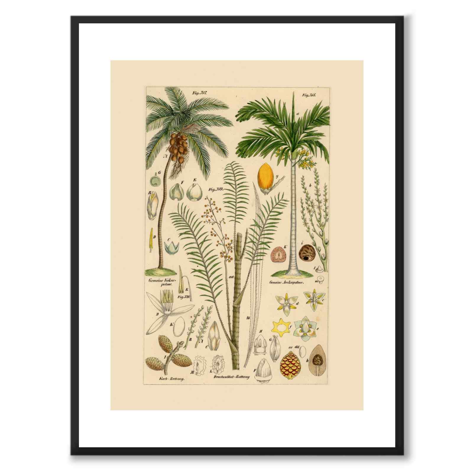 Flora Universalis as a vintage illustration and poster from Historly – with white border without title