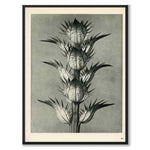 Blossfeldt as a vintage illustration and poster from Historly – full image without white border