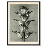 Blossfeldt as a vintage illustration and poster from Historly – full image without white border