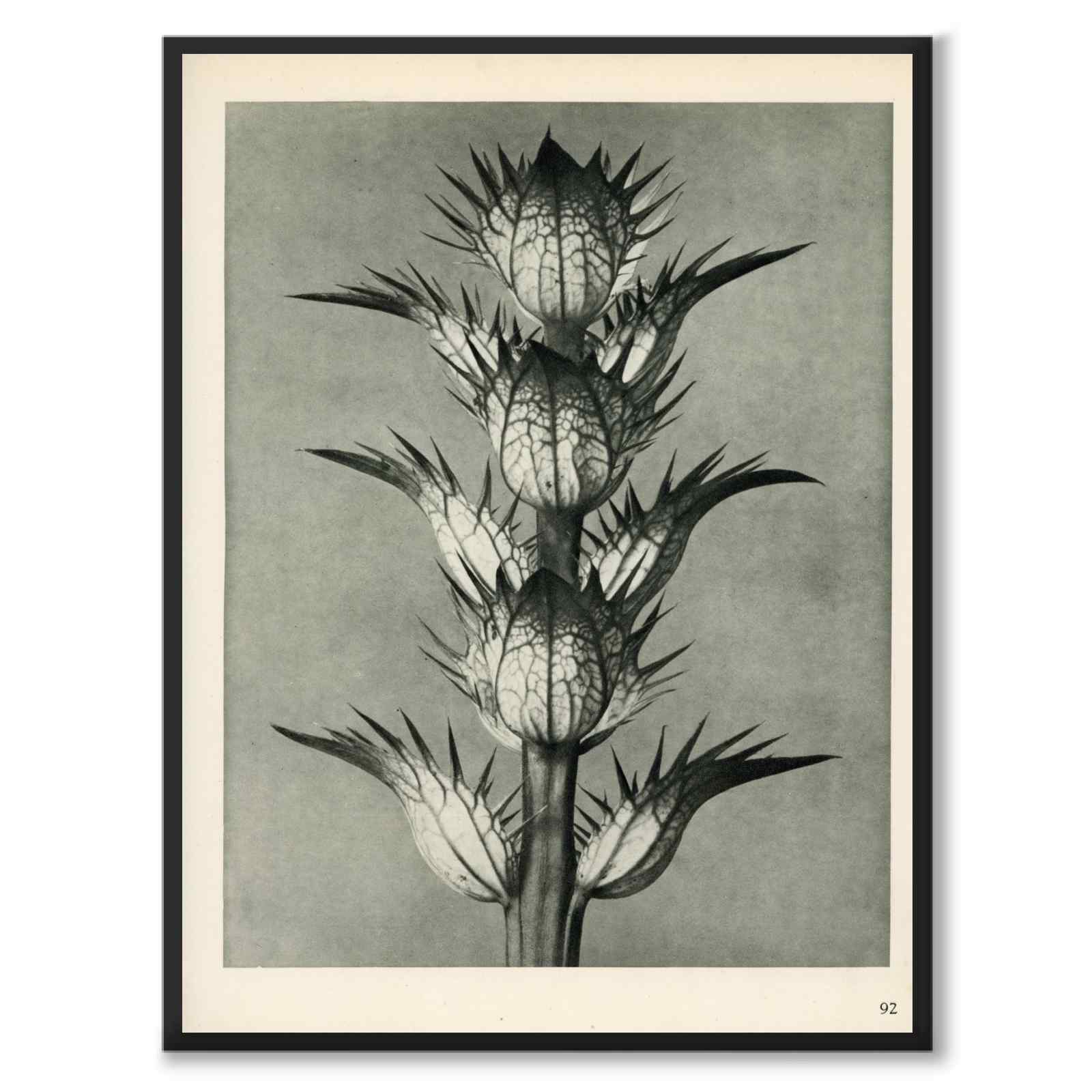 Blossfeldt som vintageillustration och poster från Historly – helbild utan vit kant